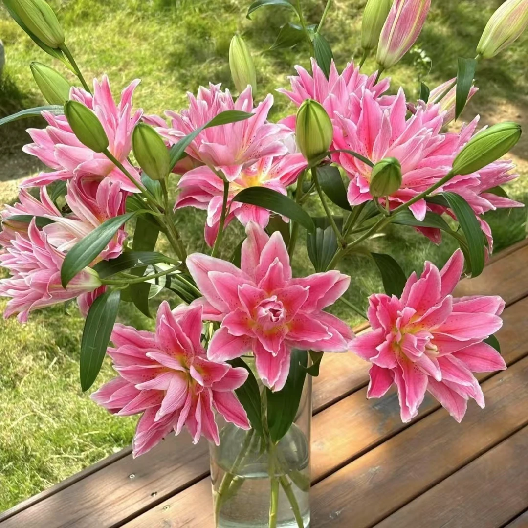 【植迷不误】红美人重瓣百合 居家 插花 云南鲜花 基地包邮直发