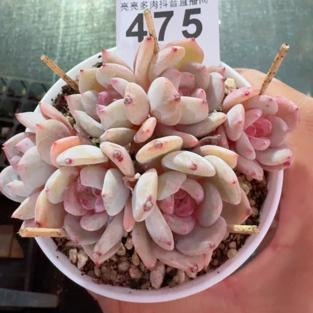 星影群生长腿         精品多肉