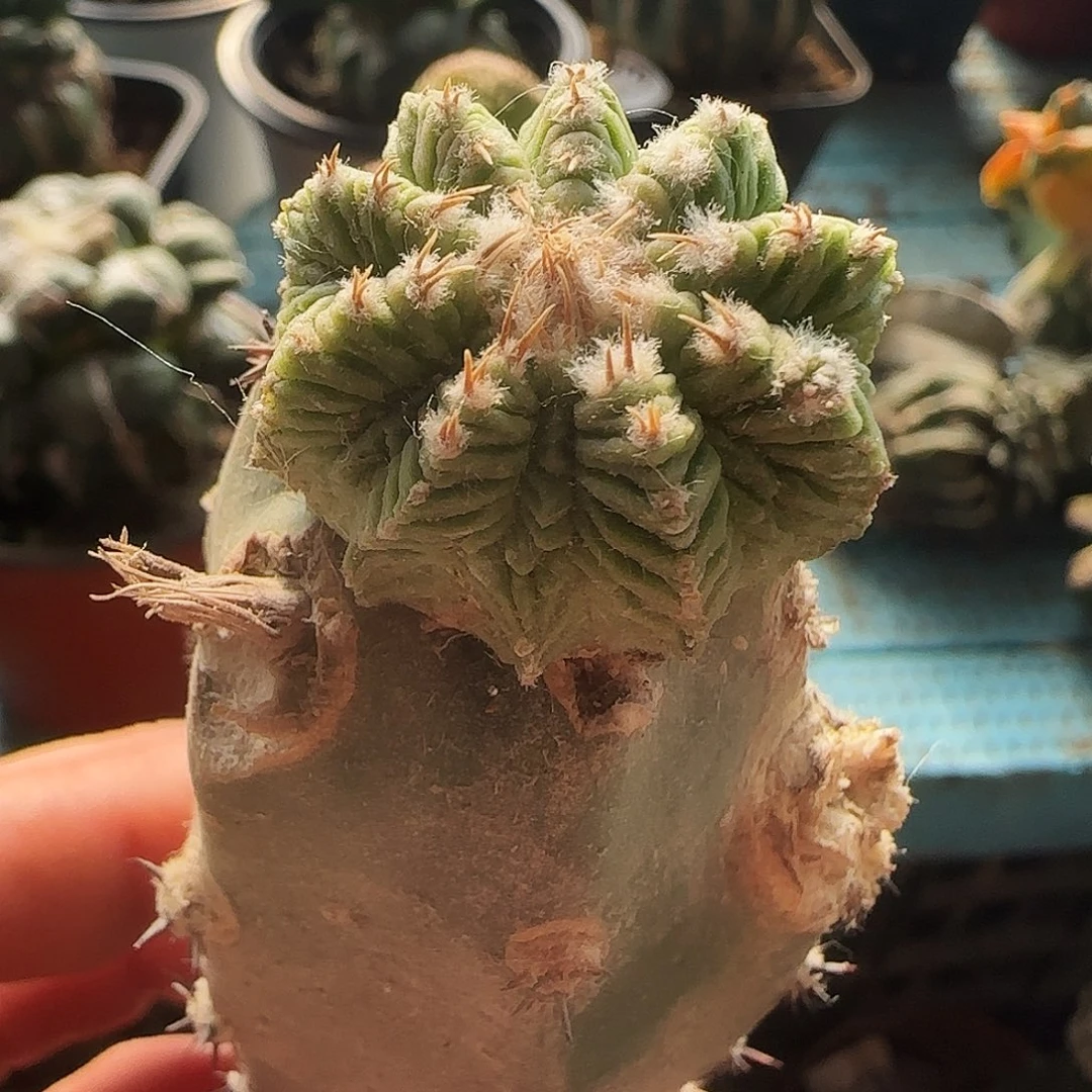 老华龙020仙人球开花