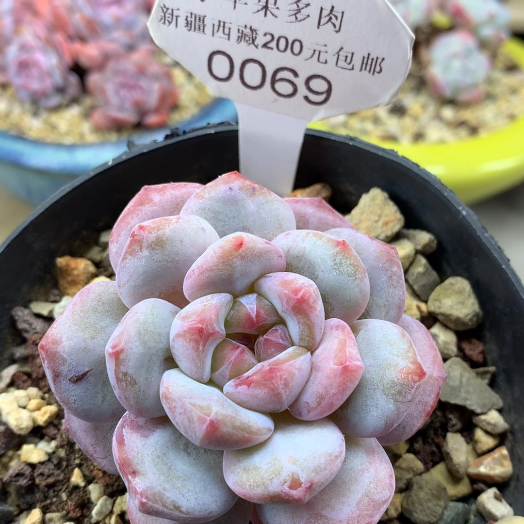 粉底紫心069/7cm单头