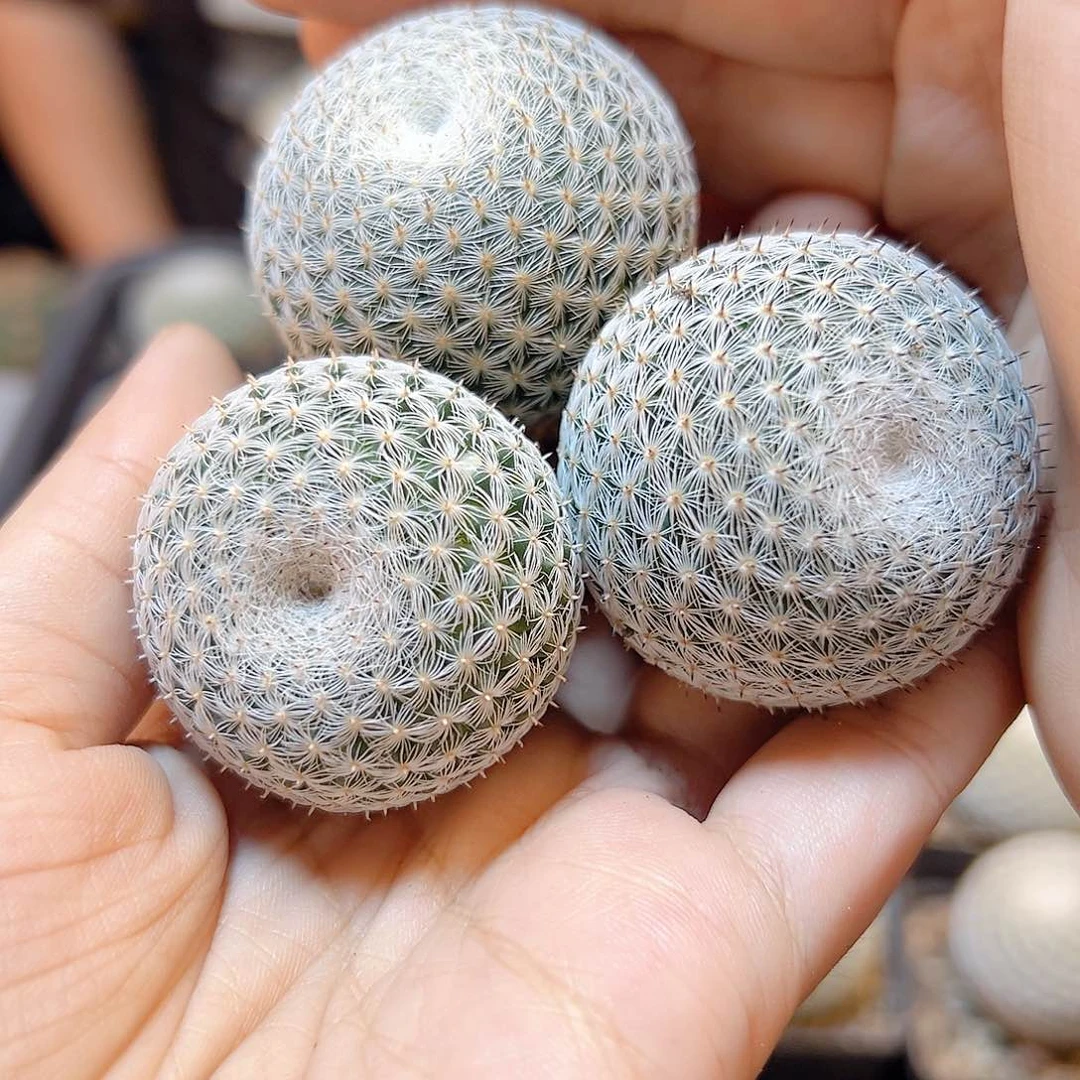 实生恋山彦3.8公分脱土