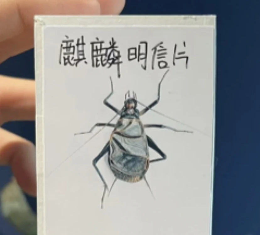 其林 单口亮叫 宠物用品