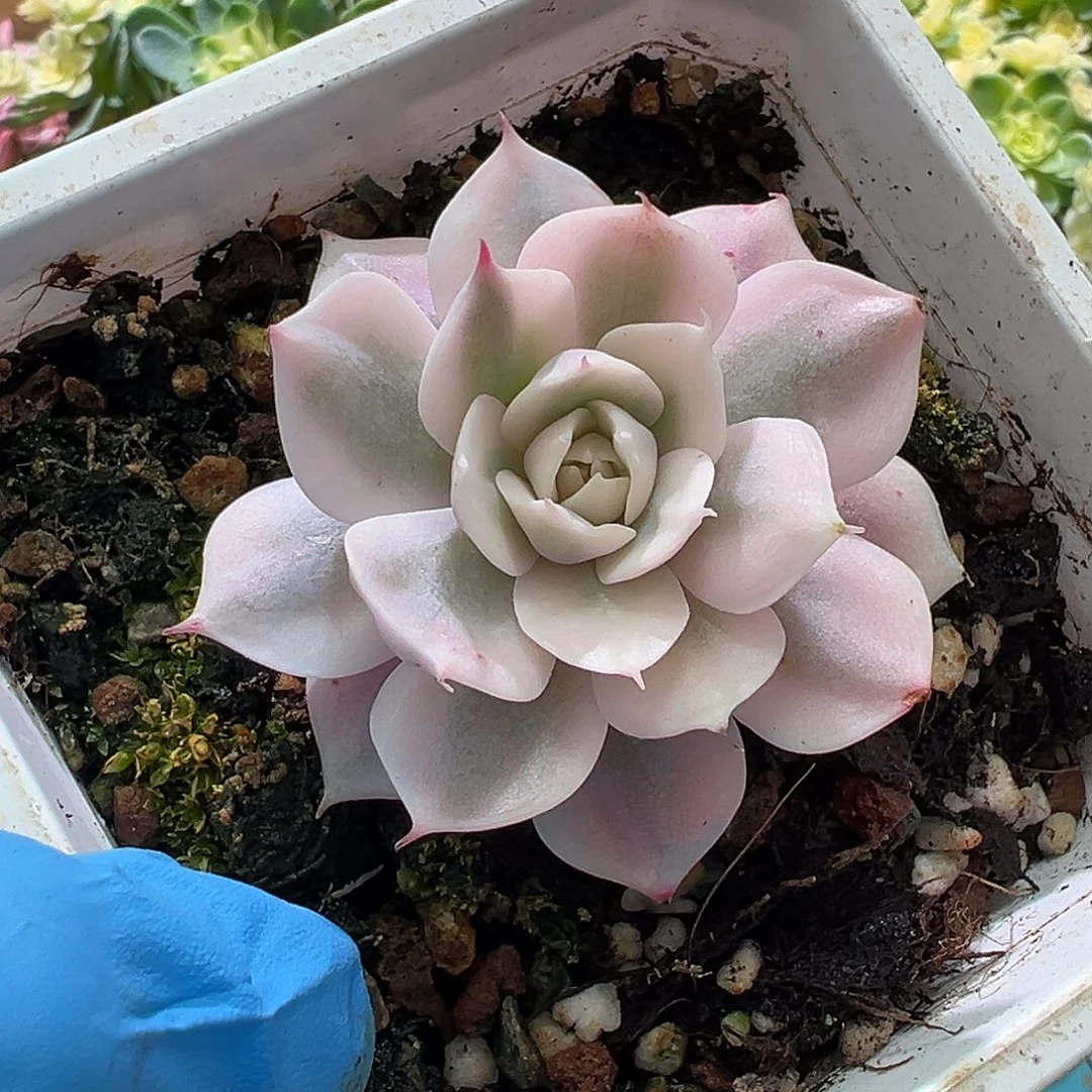 雪域锦，覆轮锦多肉植物