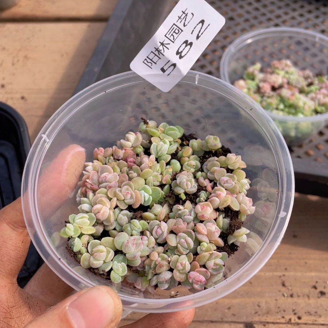 ?*多肉植物多肉植物582