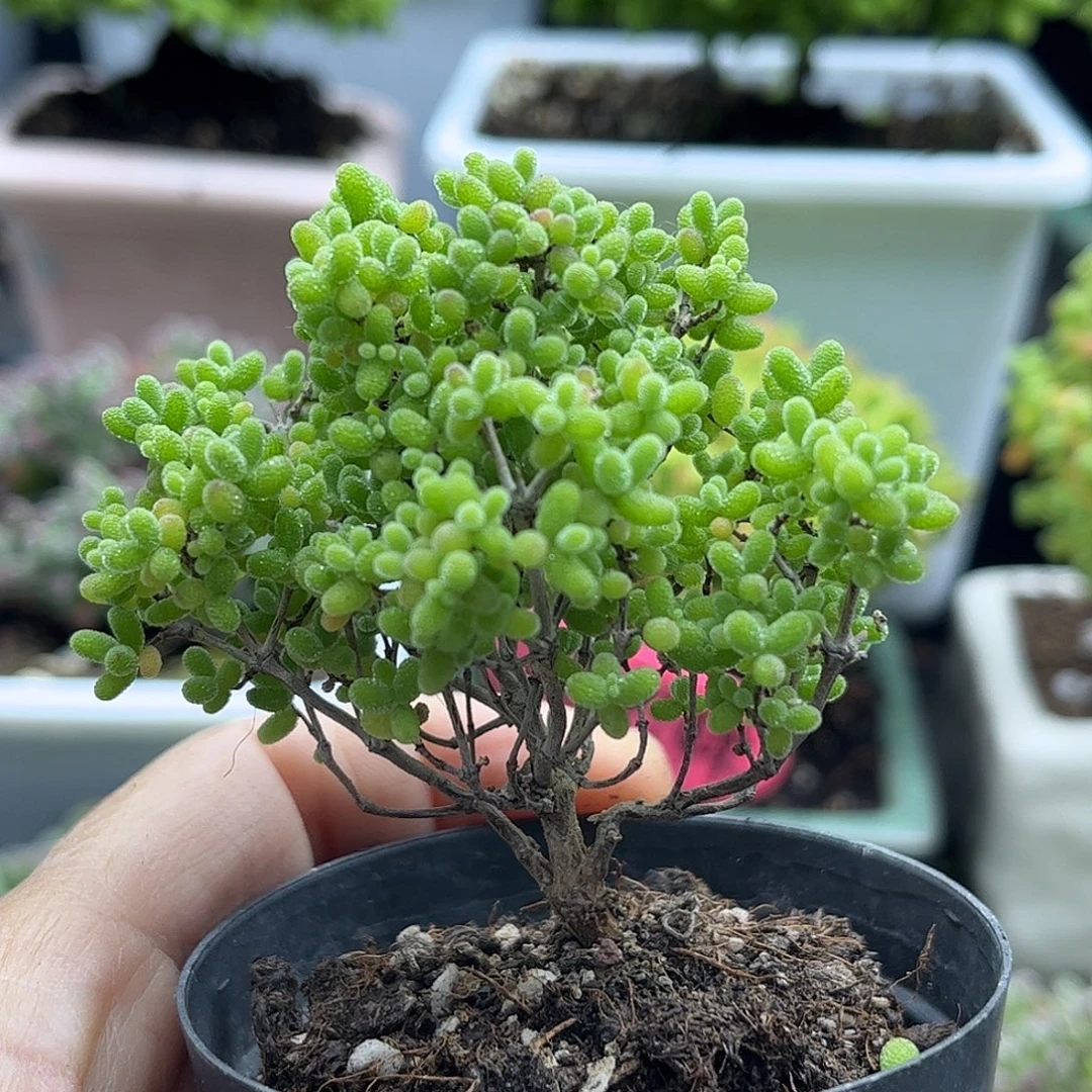 蜜桔糖球优选枝干番杏