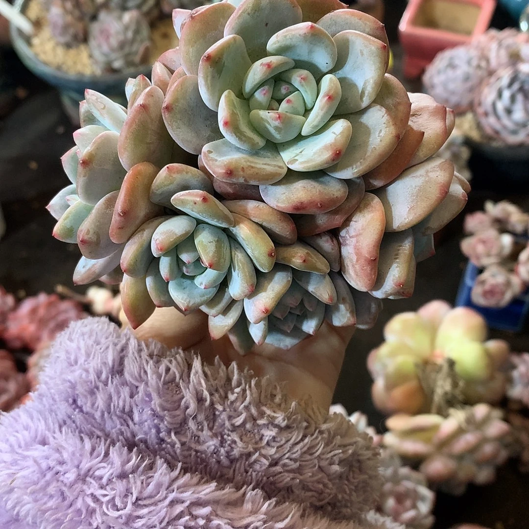 哈哈哈哈哈哈哈石榴籽