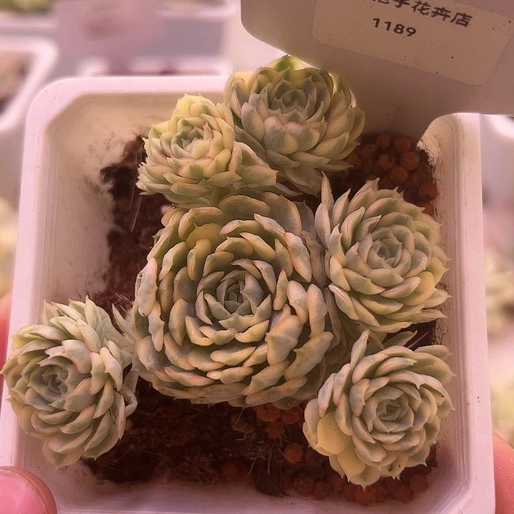 1189号梦幻玫瑰锦群
