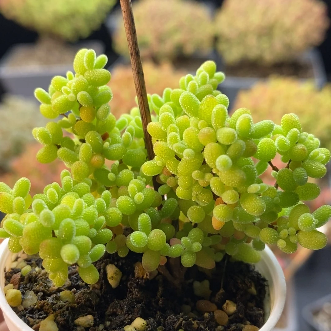 533蜜橘糖球。