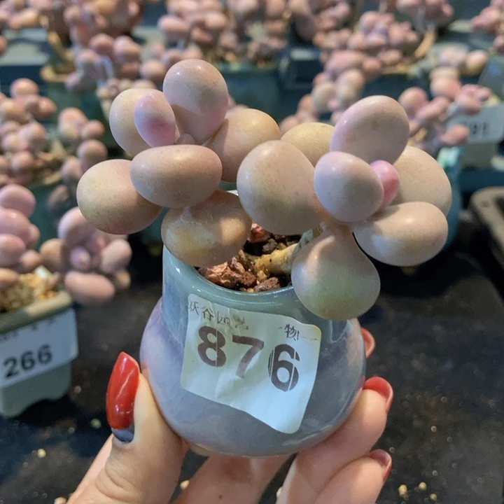 876糖果腰子蛋带盆土发货