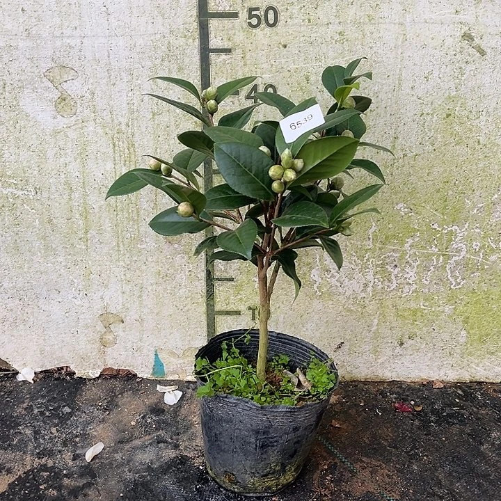 完全开放宫粉6539