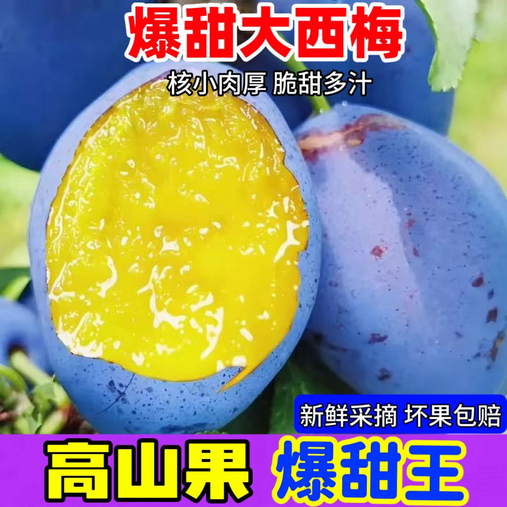 【现摘现发】新鲜西梅鲜果应季水果甜西梅现货陕西软硬两吃