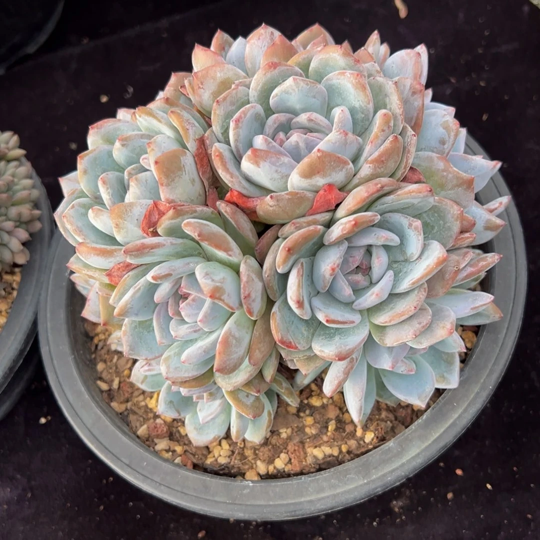 星影石榴籽 天天开心