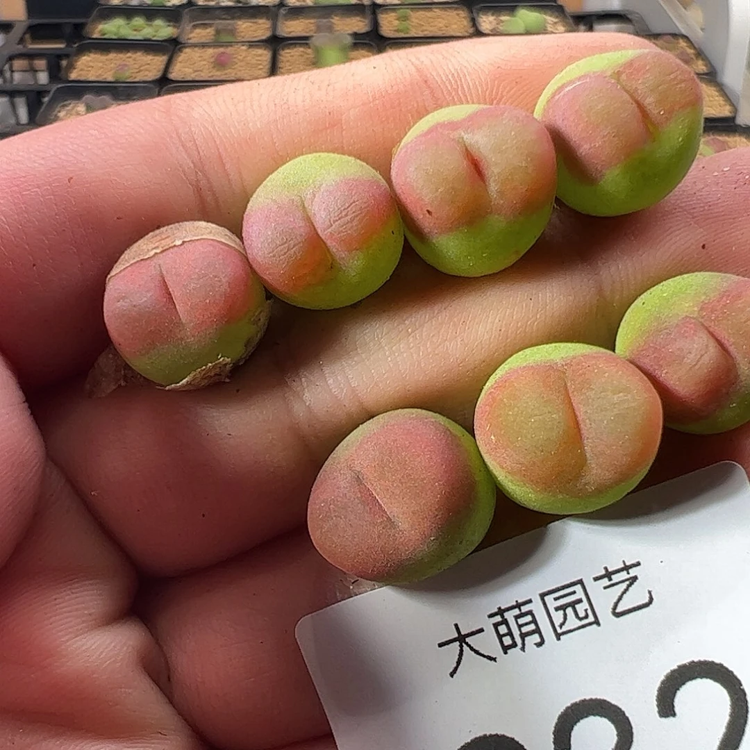 一物一拍。    232