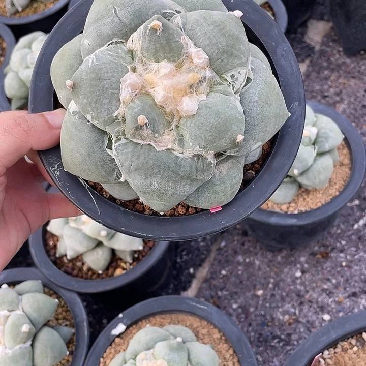 实生丸超级福利款