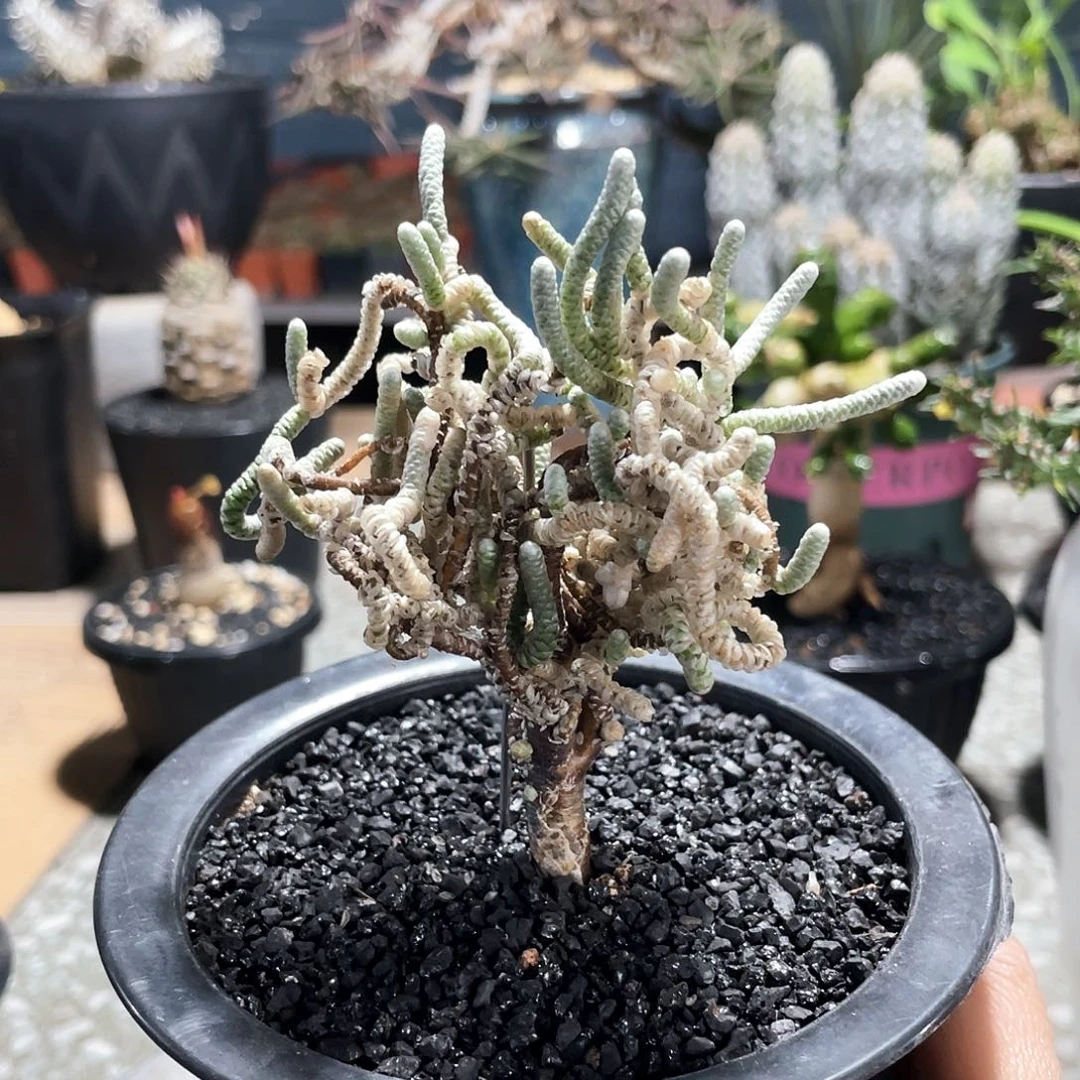 大*66666666666666666