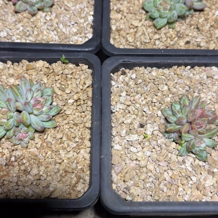 E***鹏美人4颗送一个多肉植物