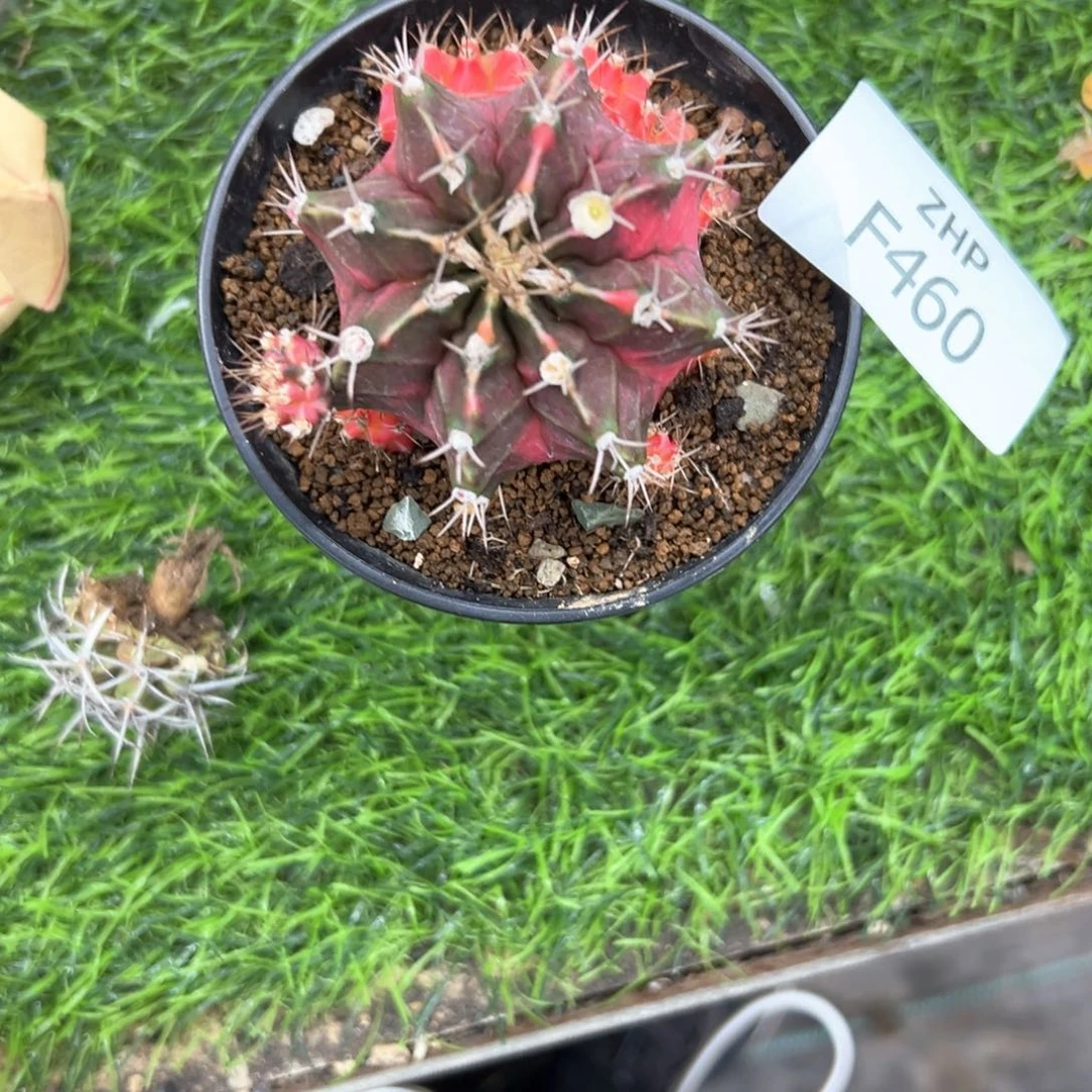 夏***乖460号米哈仙人球多肉植物