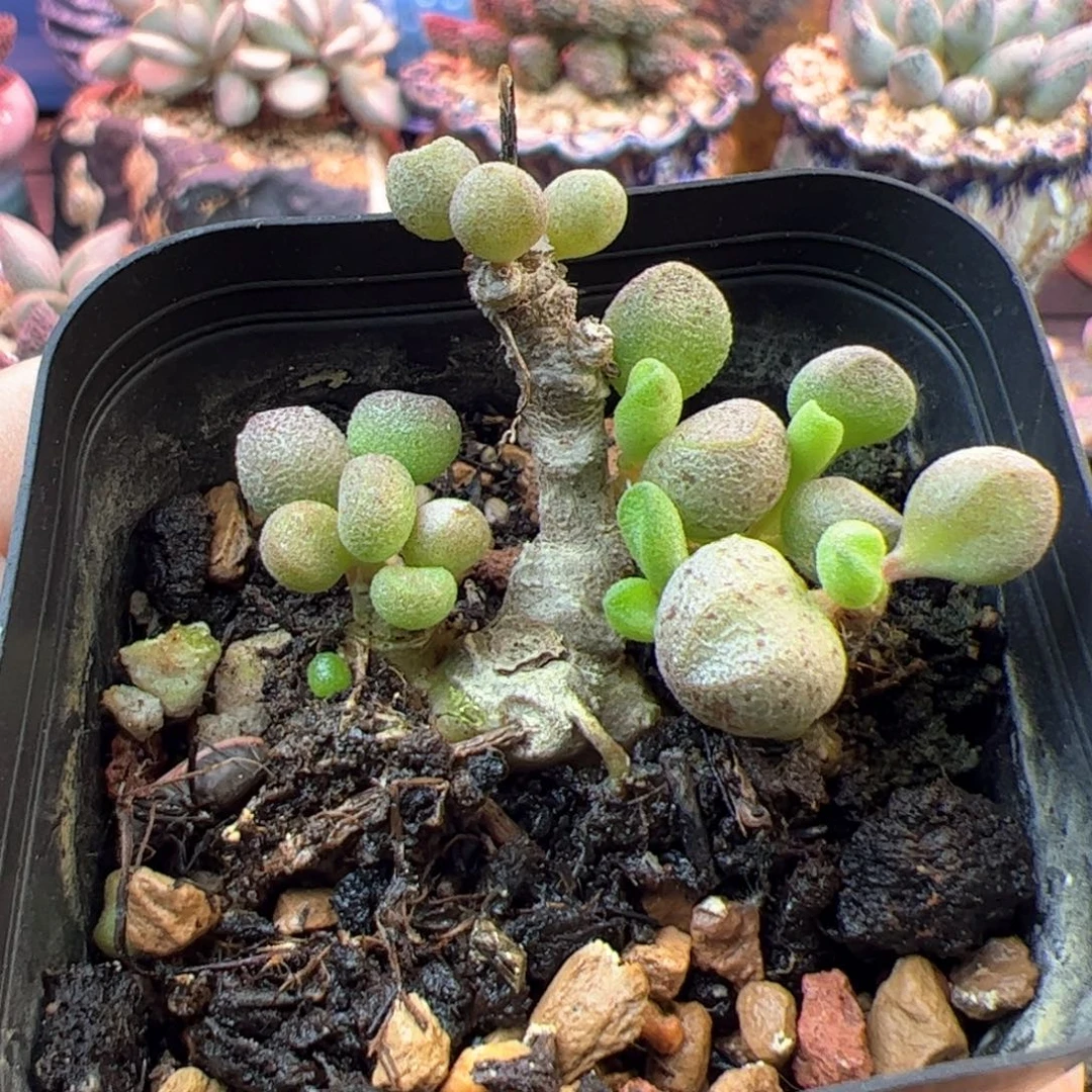 玛丽安。