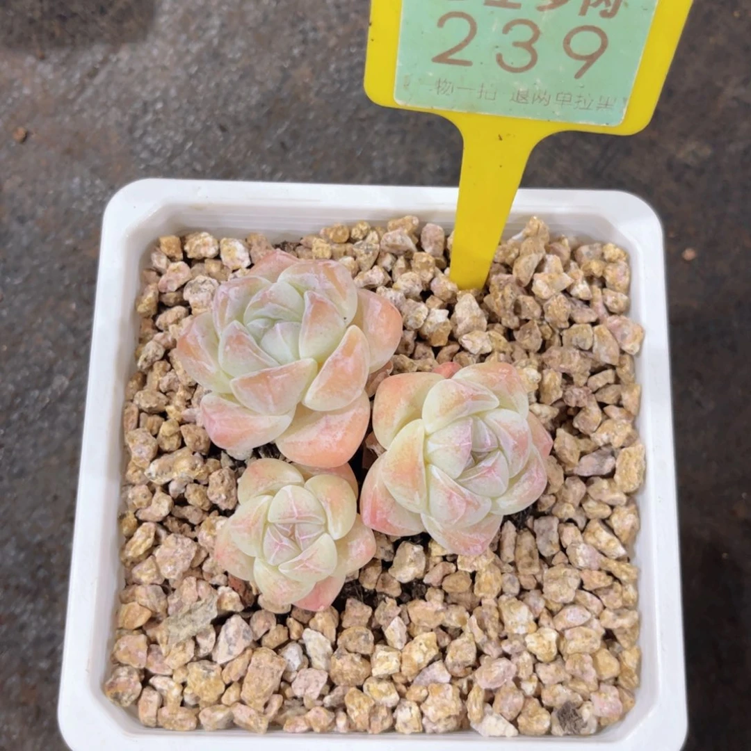 K***m云尘多肉一物一拍239，