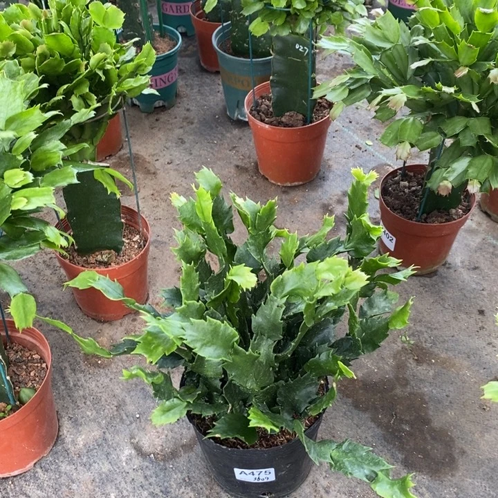 无花朵475自根白羽毛