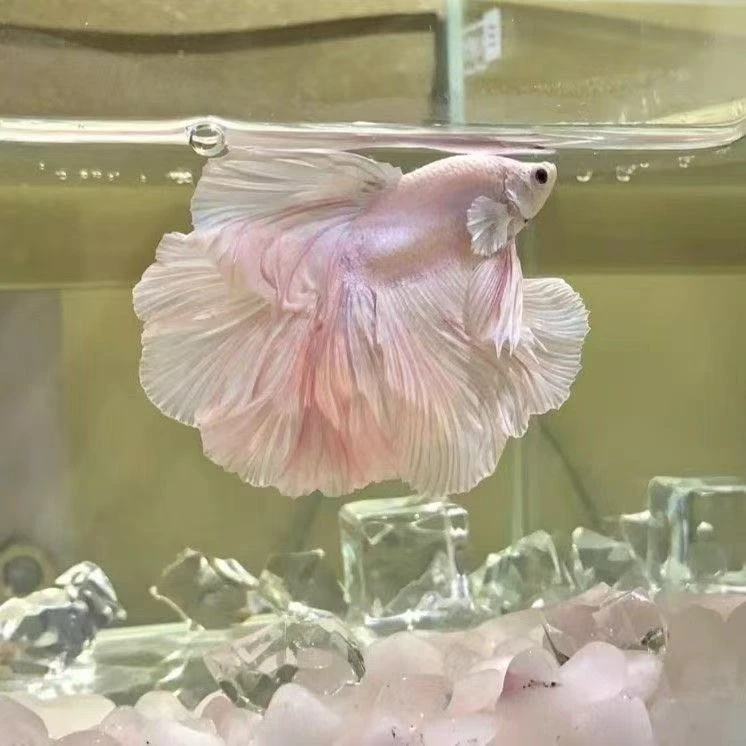 B056-B080精品仙女婚纱半月斗鱼包邮包活不包损不拍加热包无售后