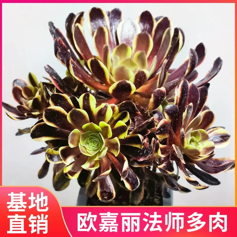 【满9.9包邮】欧嘉莉法师大群多肉植物以直播间展示为主