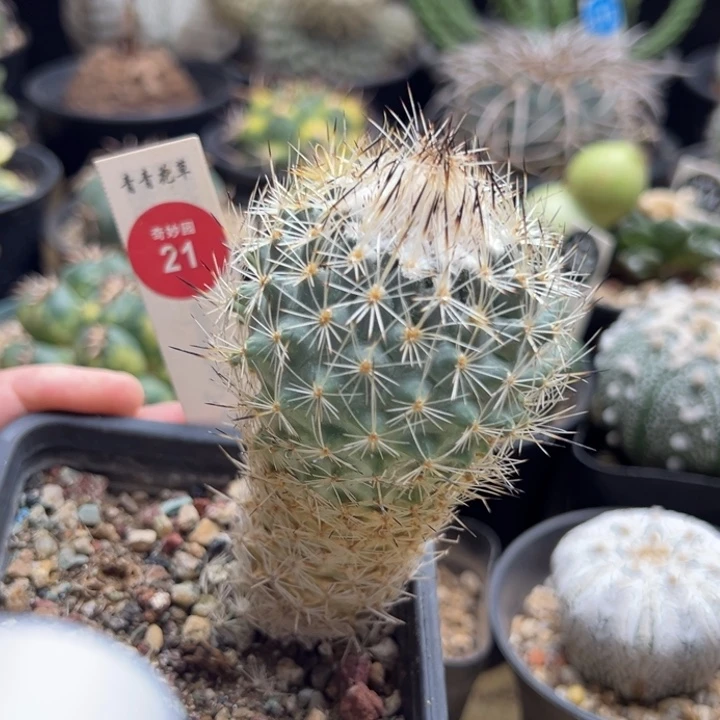 老白琅玉娇丽5.4cm
