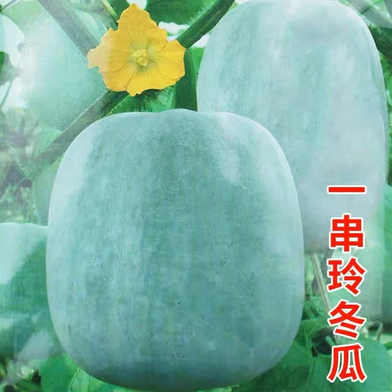 【拍三送一】冬瓜种子大全一串铃小冬瓜/青皮冬瓜耐寒大块特大