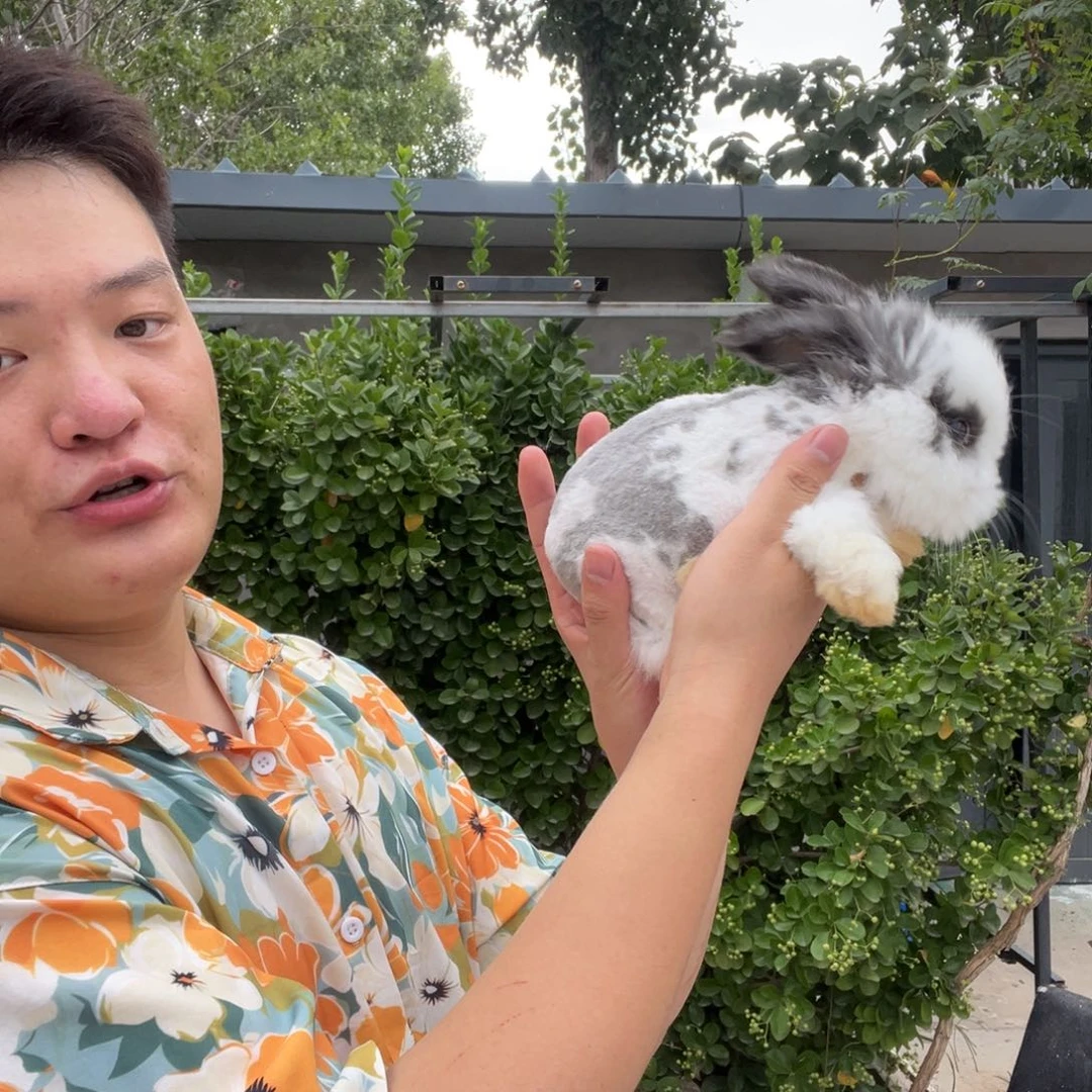 双血统英系安哥拉兔子