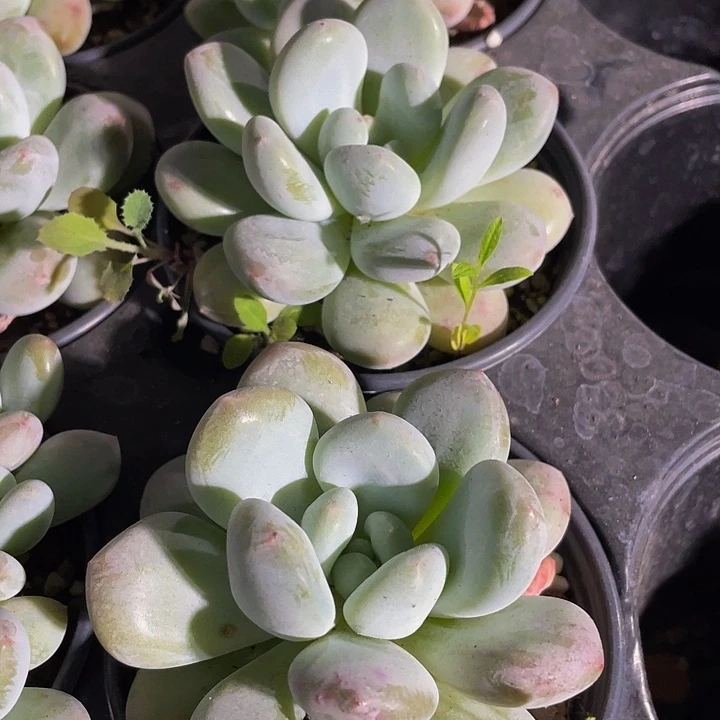 90盆大香水奶带哦土发