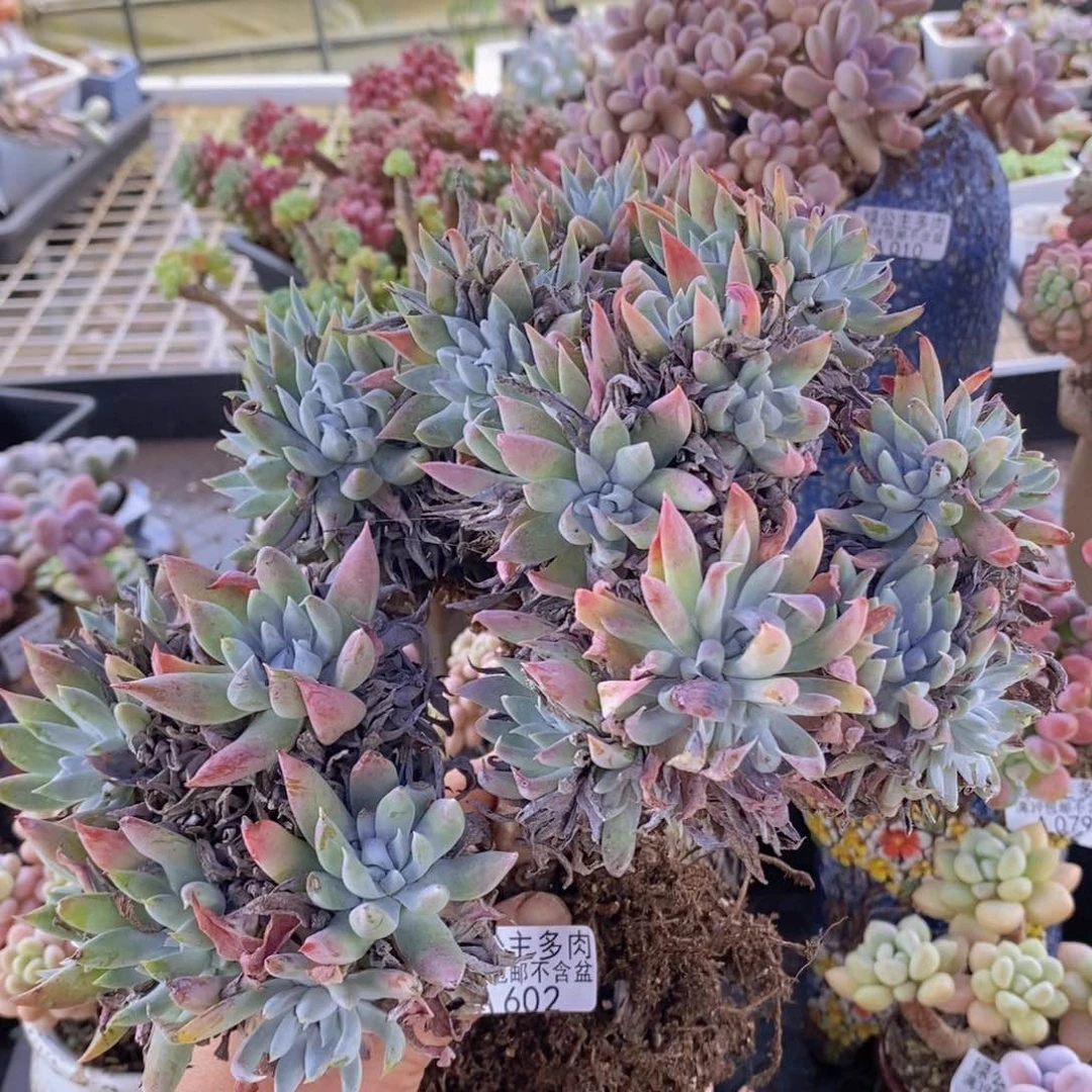 白菊老桩20cm602多肉植物