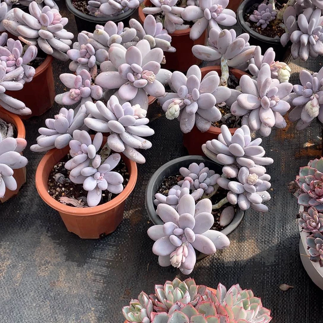 鸡蛋美人9.9米  量拍多肉