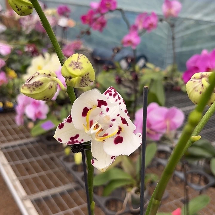 小***花完全开放0850蝴蝶兰一物一拍