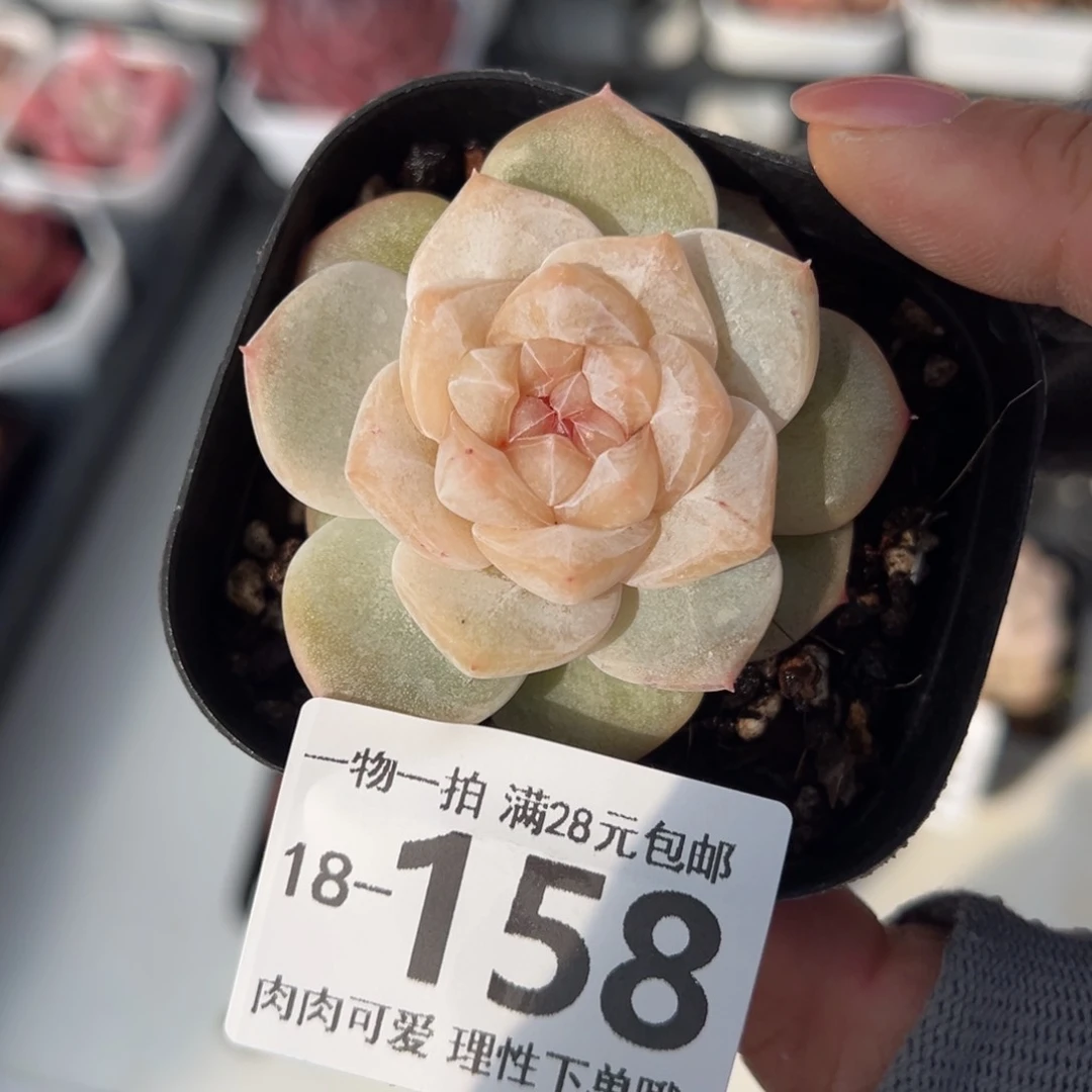 凤仙花多肉多肉多肉多肉