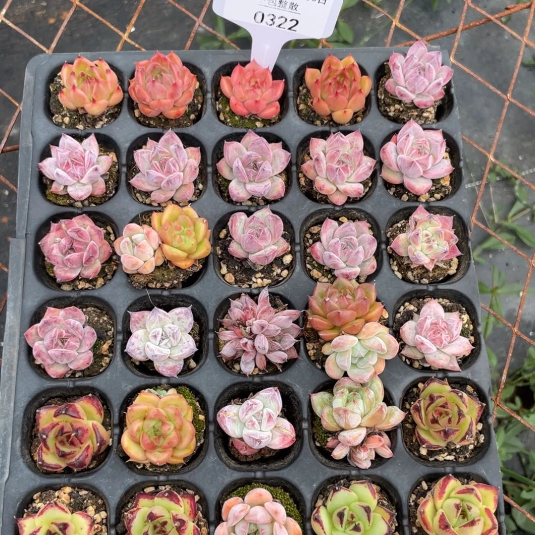 不包整散 盆子不售后0322