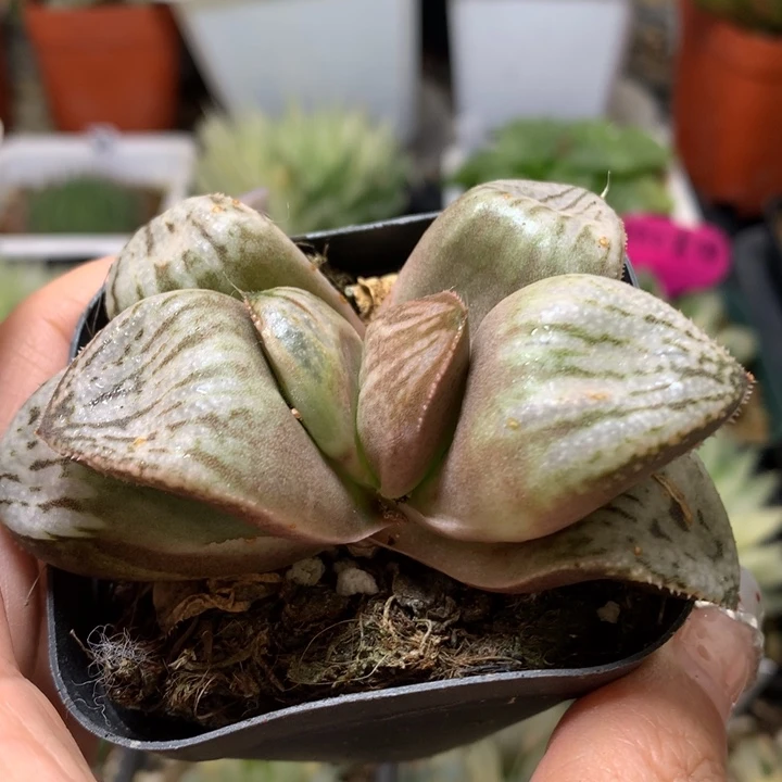 巨大化彗星带盆土发货