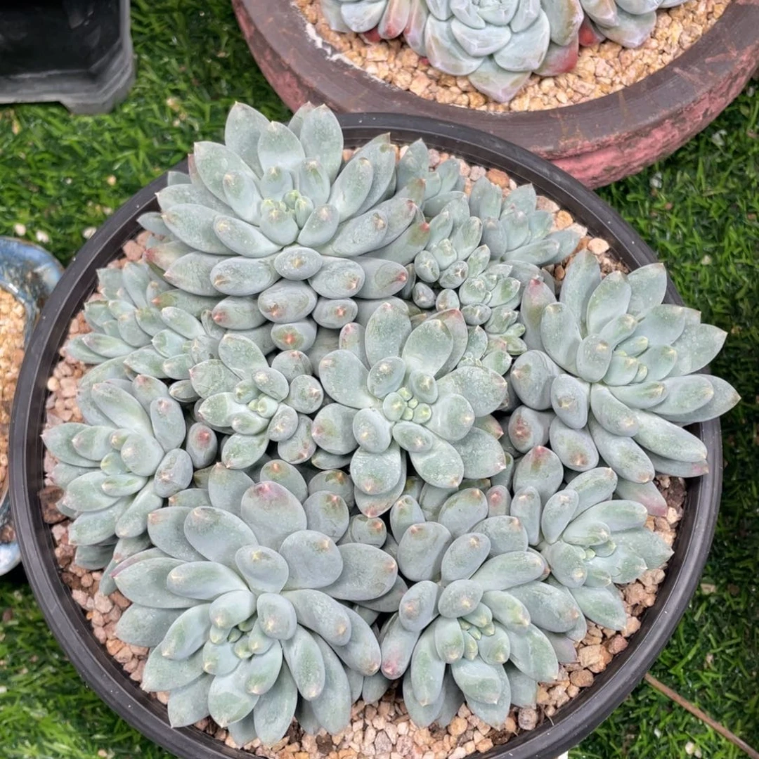 平头星月菩提多肉植物