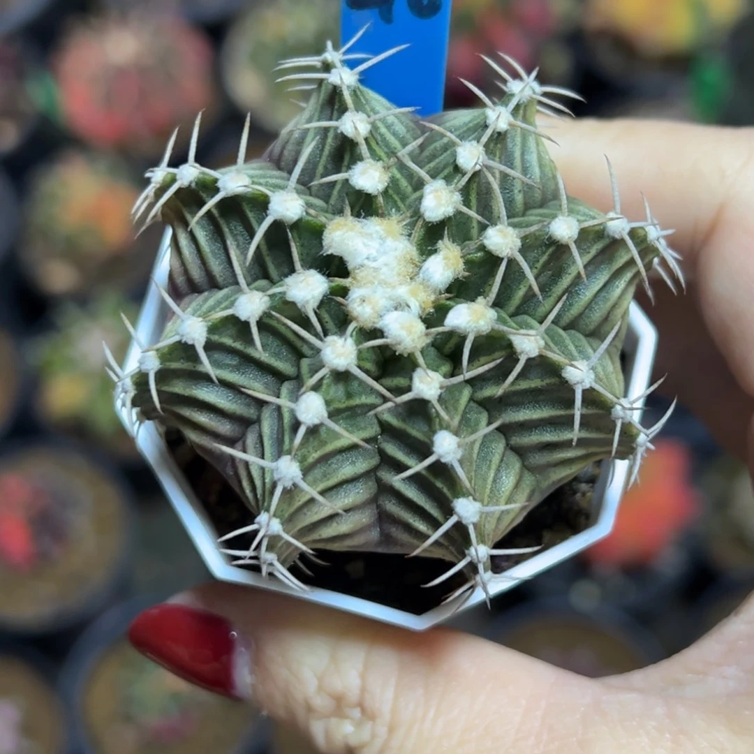 210实生海神，带盆土发货