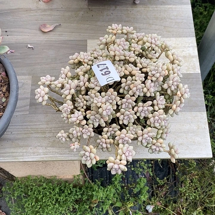 花***花617丸叶姬秋丽多肉植物