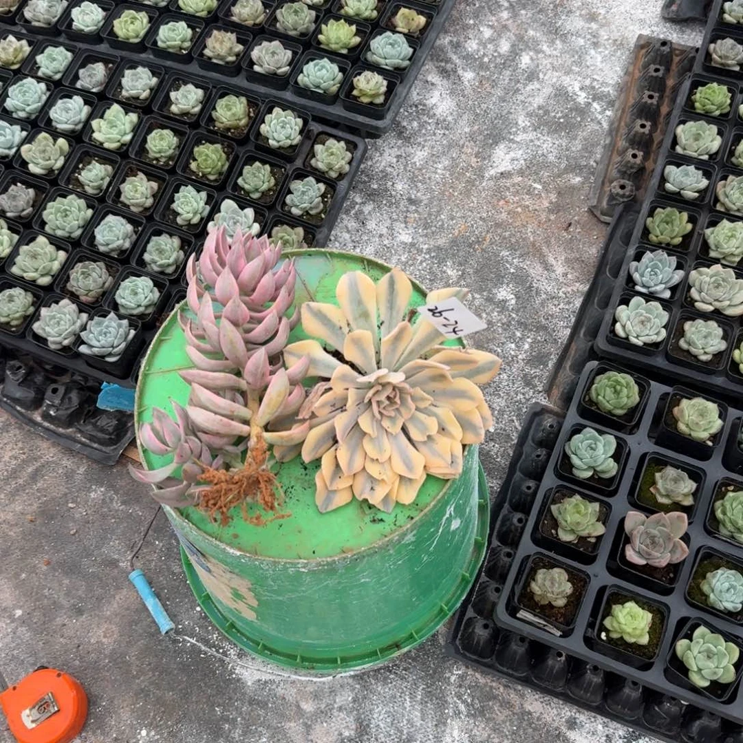 26-24锦两颗量拍发货