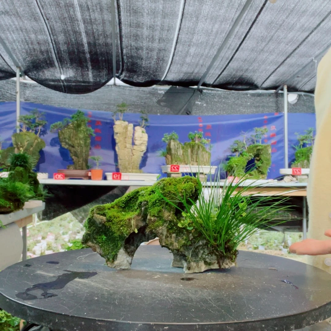 一***！当前无花栽培后可以开花