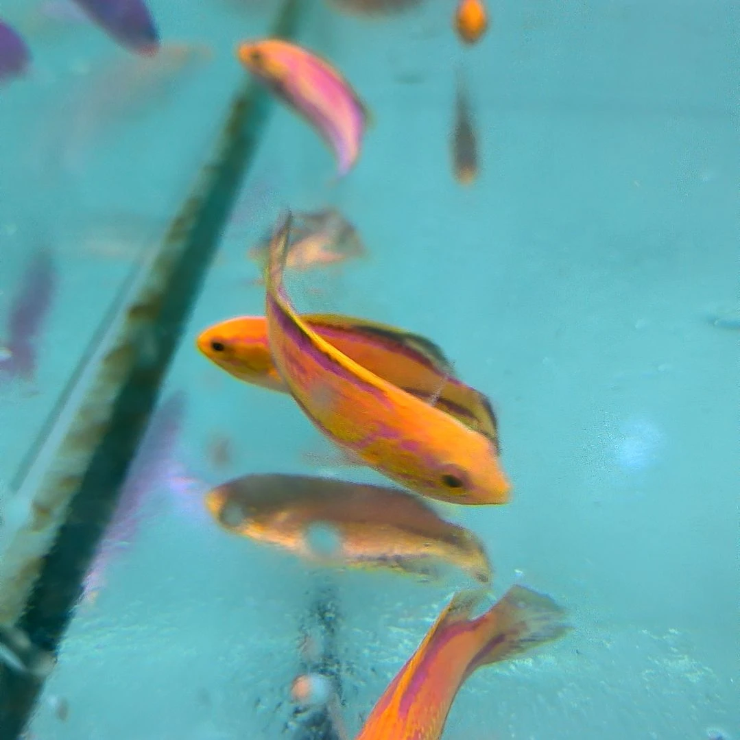 海水鱼矛纹雀7+/9-98-120