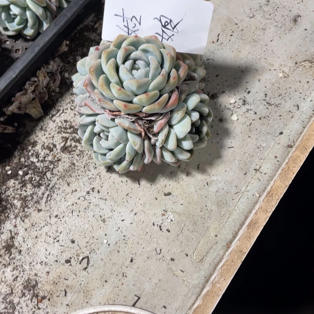 姑娘专拍冰玉群生多头