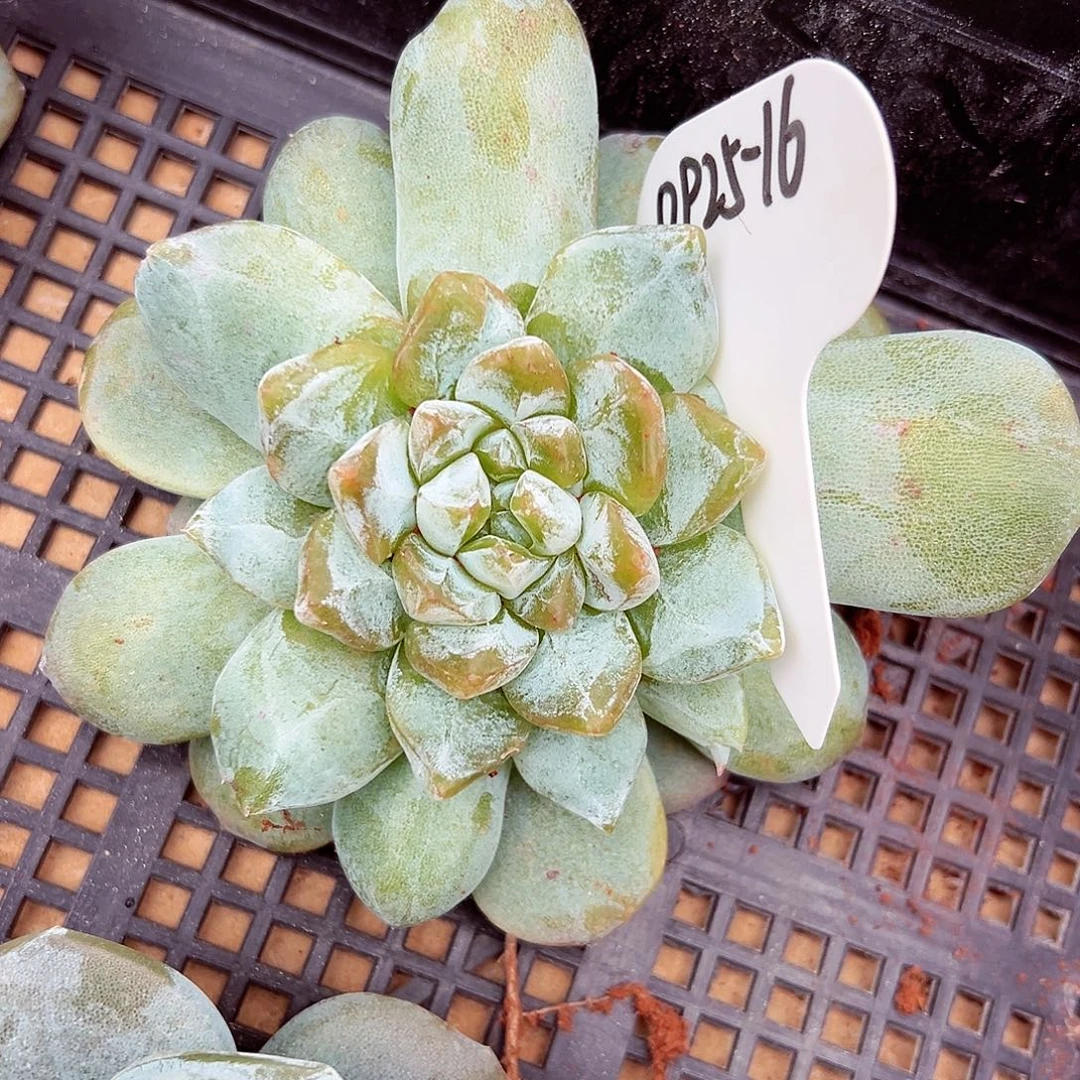 0925-16蜜家新品绝绝子