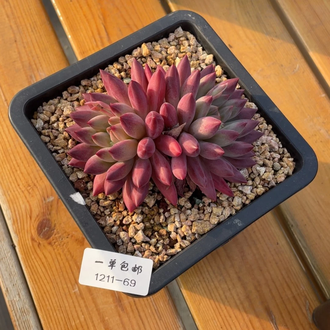 1211-69-如烟，。。。。。。