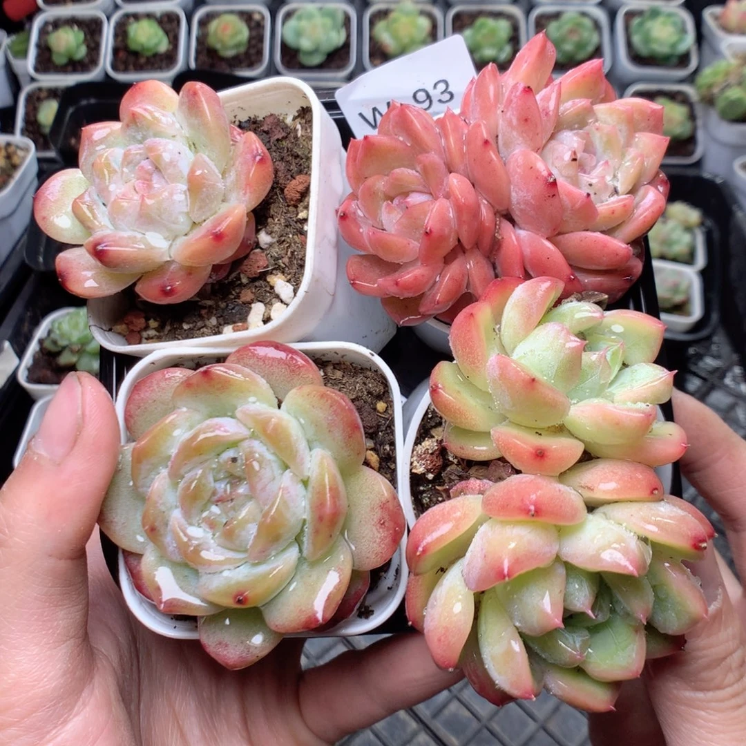 无花朵W93用英语英语yyyy
