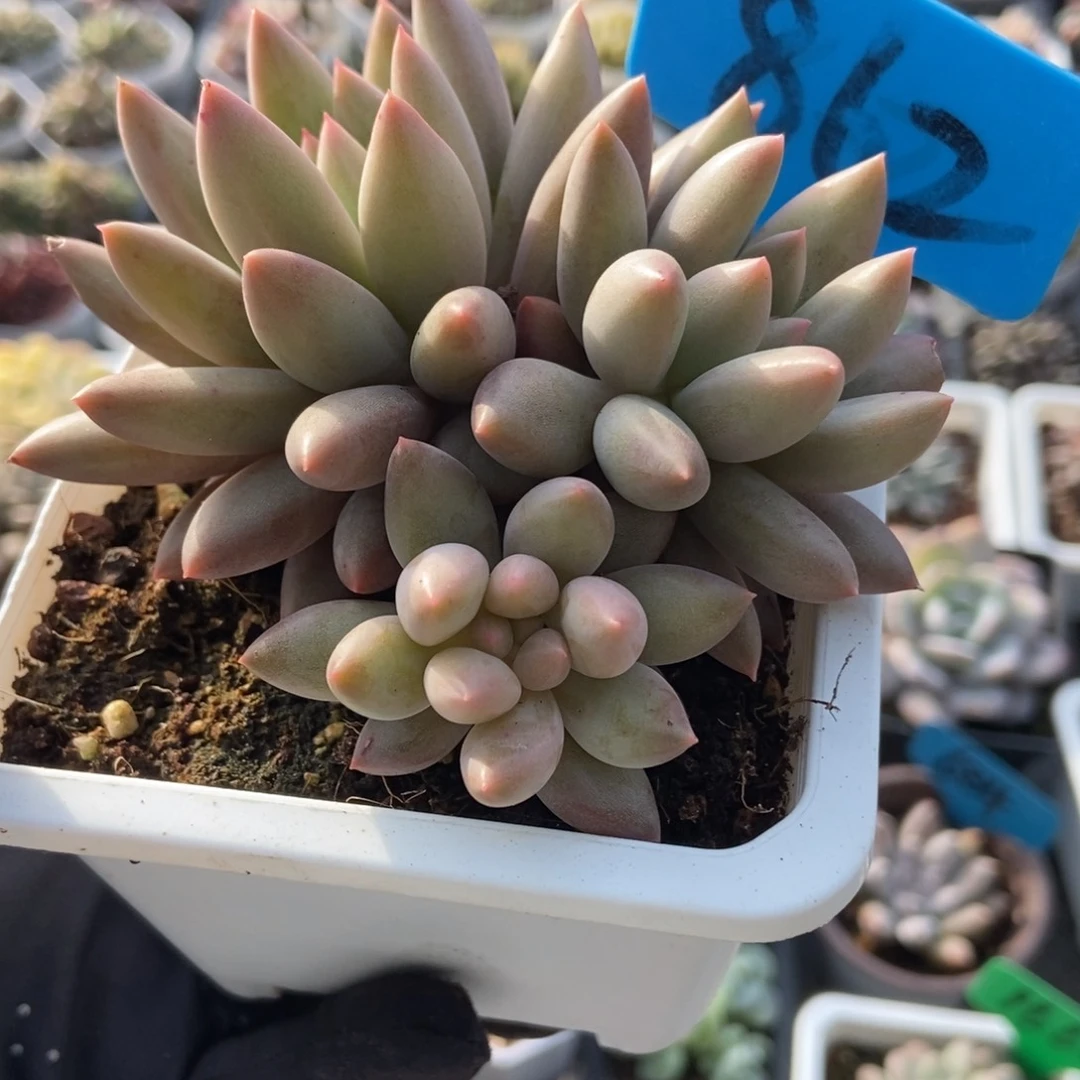 862水晶球多肉植物多肉