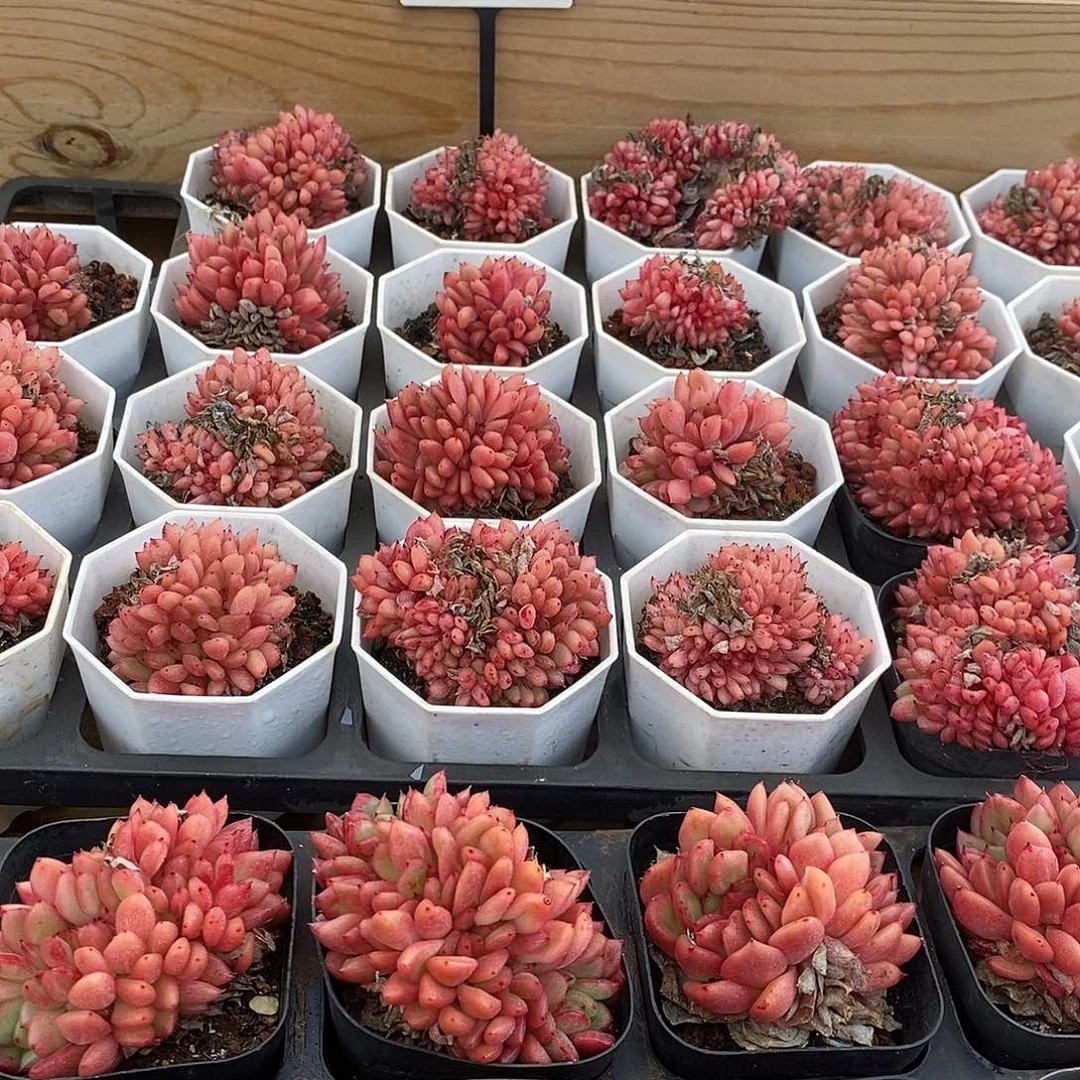 23红国王缀 福利多多