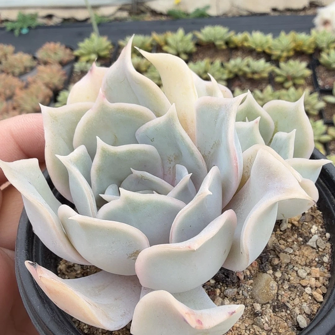 832八公分蓝鲸满20包邮
