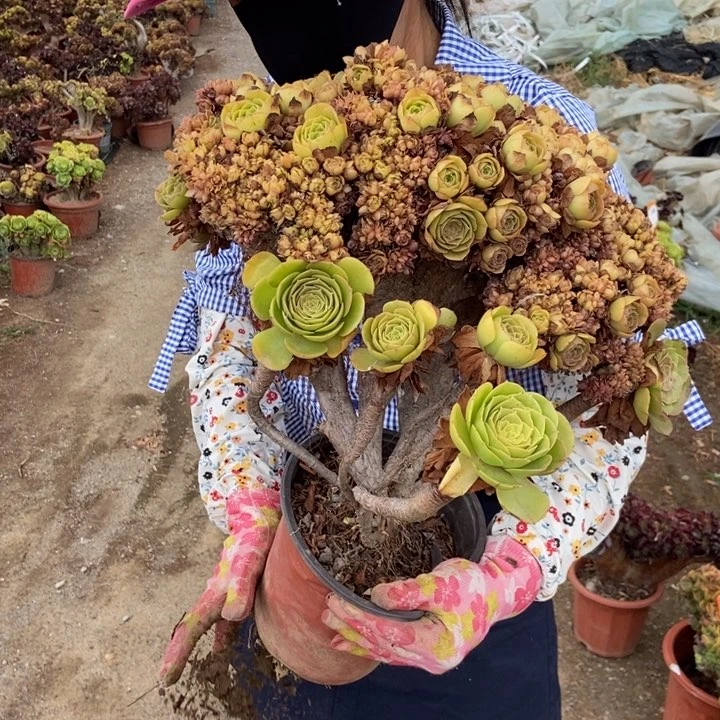 冷***情225万缀化朵朵伤老桩老桩